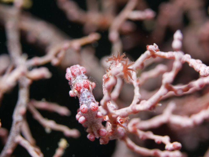 Seaventures House Reef, Pygmy Seahorse